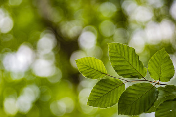 Fototapeta na wymiar Green leaf with bokeh