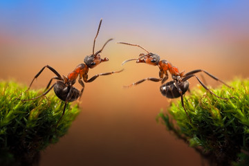 Two ant over the precipice attracted to each other