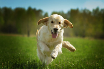 Young happy dog Golden Retriever runs