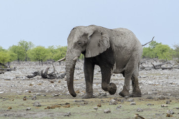 Fototapeta na wymiar Elefant - Bulle