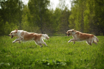 two dogs Golden Retriever fun run