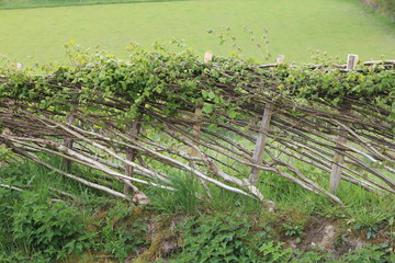 Hedge Laying