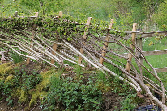 Hedge Laying