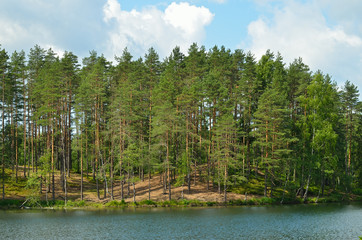 Pine trees on lake
