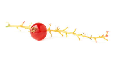 Single berry of Red Currant on branch isolated over white background