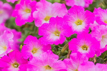 Petunia background colorful flowers