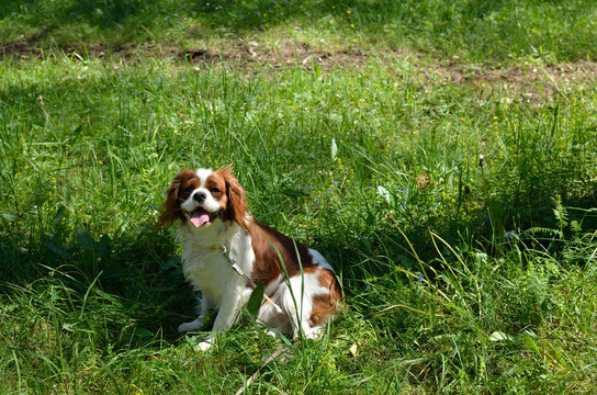 Charming Dog, Cavalier King Charles Spaniel (Blenheim), on green forest meadow