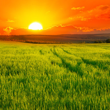 Beautiful sunset on wheat field