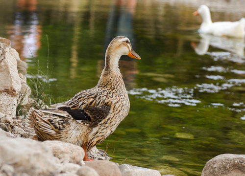 Duck is standing on rock near green water.