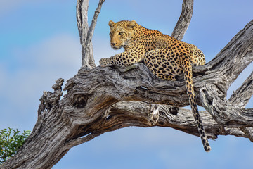 Naklejka premium Leopard female relaxing in a Leadwood tree