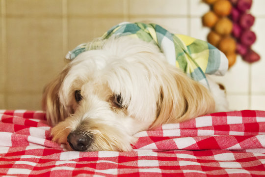 puppy wait food