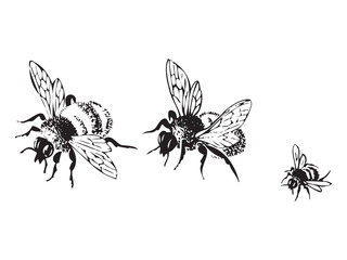 Vector engraving antique illustration of honey flying bees, isolated on white background. Set of flying bees in a row