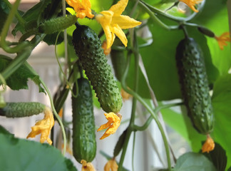 fresh cucumbers