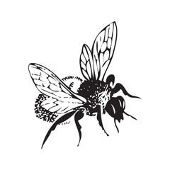 Fototapeta na wymiar Vector engraving antique illustration of honey flying bee, isolated on white background. One flying bee