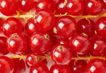 Red Currant as texture background top view