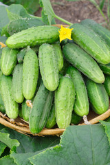 Harvest of cucumbers in a wicker basket