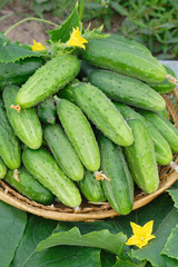 Harvest of cucumbers in a wicker basket
