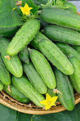 Harvest of cucumbers in a wicker basket