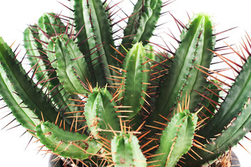 Close up of a cactus plant