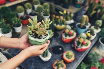 Close-up image of female hands holding flowerpot with succulent