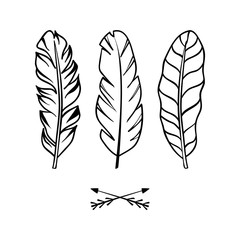 Hand drawn feathers set on white background. Design element. Vector illustration for any design.