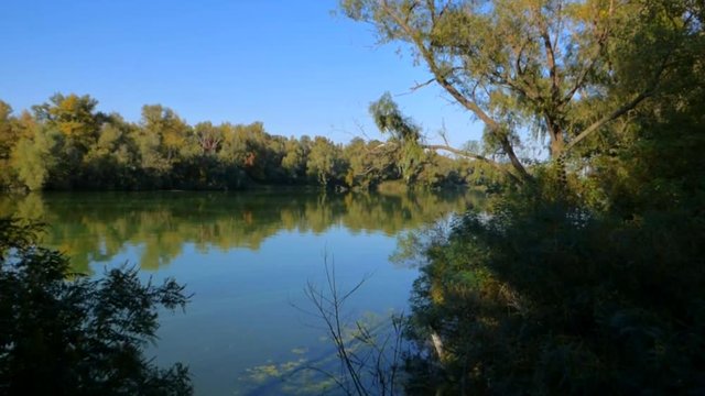 Warm summer day. Overgrown trees opposite bank of the river