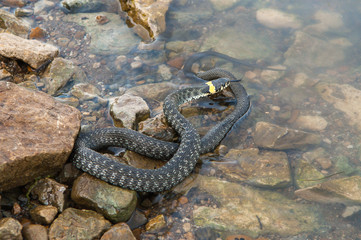 Snake in the water near the shore of the lake