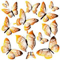 butterflies design