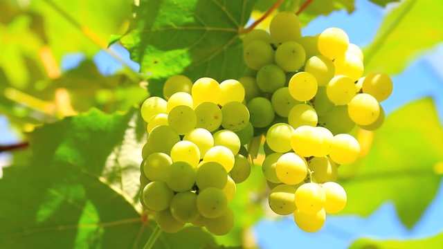 Bunch of grapes with a blue sky in the background.