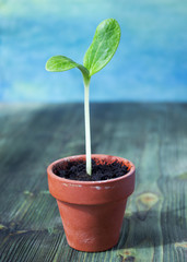 Young plant, seedling in toy pink pail pot on wooden background