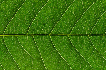 Fototapeta na wymiar green leaf texture