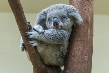 Stickers pour porte Koala koala se reposant et dormant sur son arbre