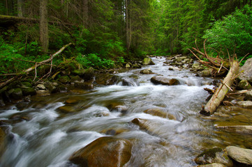 Obraz premium Mountain river in the green forest