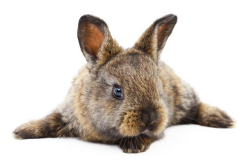 Obraz premium Brown bunny rabbit.