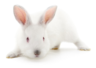 Obraz premium White bunny rabbit.