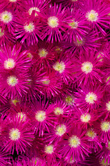lots of ice plant flowers