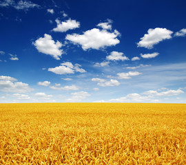 wheat field and sky