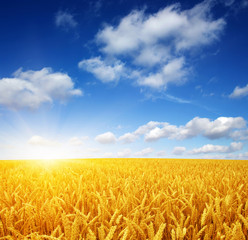 Naklejka premium wheat field and sun
