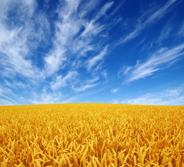 wheat field and sky