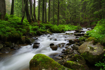 Obrazy na Plexi  Górska rzeka w lesie.