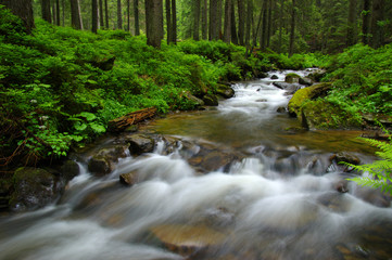 Obrazy na Plexi  Górska rzeka w lesie.