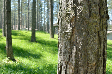 Close-up of tree trunk with coniferous forest in spring time in background