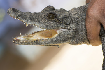 baby Nile crocodile in human hand