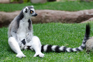Ring Tailed lemur in captivity