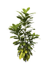 Croton plant with green leaf