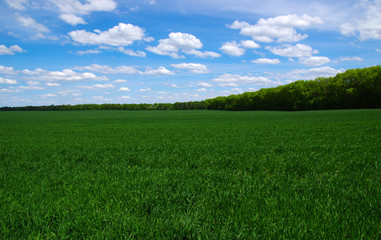 green field