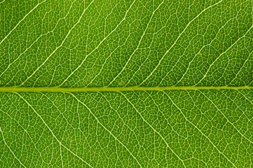 green leaf texture