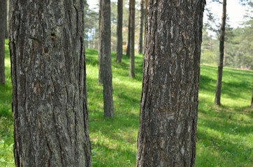 Mountain forest with high conifer trees in spring