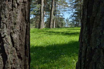 Mountain forest through high conifer tree trunks in spring