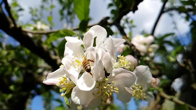 Slow Motion - Biene fliegt von Blüte weg